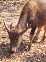 a herd of buffalo lives in the reserve
