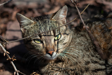 Obraz premium a beautiful fluffy cat is resting on the floor and basking in the sun