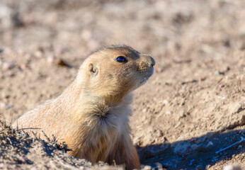 A Black-Tailed Prairie Dog (Cynomys ludovicianus) Peering Out Of Its Burrow In Colorado