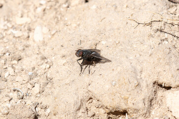 Blow Fly (Family Calliphoridae) Resting on Dry Soil in Colorado