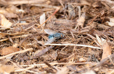 A Blue Blowfly (Calliphora vicina) Perched On Fallen Leaves In Colorado