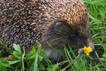 close-up of prickly hedgehog in green grass