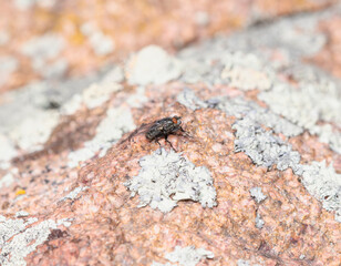 A Bot Fly (Superfamily Oestroidea) on a Rocky Surface in Colorado