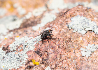 A Bot Fly (Superfamily Oestroidea) in the Colorado Mountains