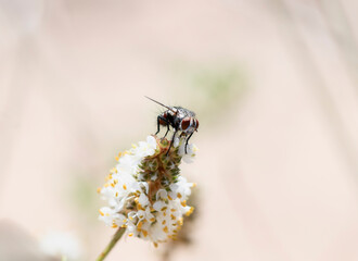 Bristle Fly (Family Tachinidae) Resting On A White Flower In Colorado