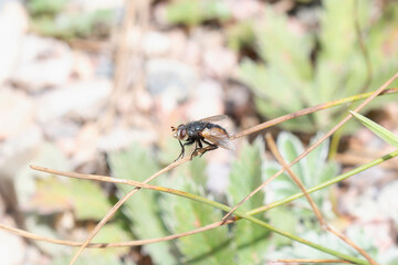 Bristle Fly (Family Tachinidae) Perched on a Stem in Colorado
