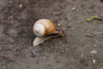 close-up of a snail crawling on the ground
