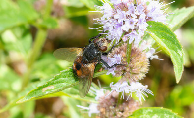 Bristle Fly (Family Tachinidae) Feeding on Mint Flowers in Colorado