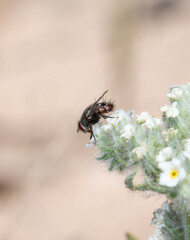 Bristle Fly (Family Tachinidae) on White Flowers in Colorado