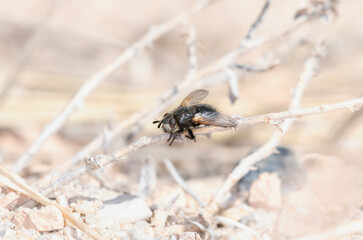 Bristle Fly (Family Tachinidae) Perched on Branch in Colorado