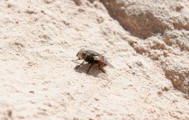 Bristle Fly (Family Tachinidae) on Sandy Surface in Colorado