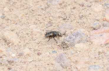 Bristle Fly (Family Tachinidae) on Gravel in Colorado