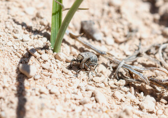 Broad-Nosed Weevil (Genus Thecesternus) Foraging in Colorado