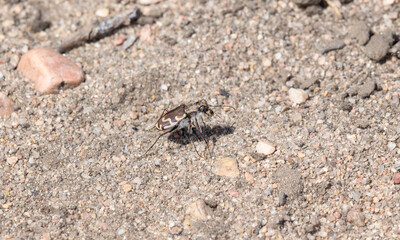 Bronzed Tiger Beetle (Cicindela repanda) On Sandy Ground In Colorado