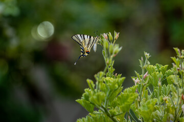 Plum Swallowtail butterfly (Iphiclides podalirius)