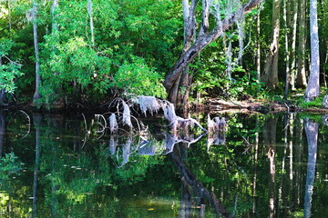 Lake Waccamaw Canal Tree and Spanish Moss