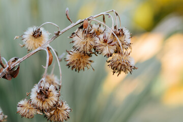 Dried up flower