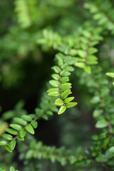 Honeysuckle Green Breeze leaves