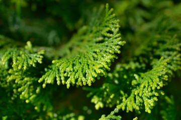 Hinoki cypress Gracils branch