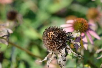 Pink coneflower seed head