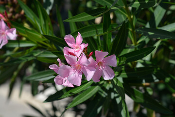 Common oleander branch with flowers