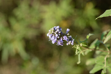 Lilac chaste tree branch with flowers