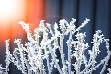 plants in the snow on winter