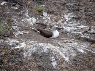 Blue footed boobie on Galapagos Islands