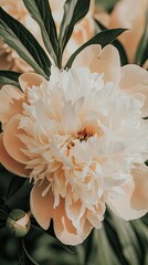 Obraz premium Two pink peony flowers in full bloom surrounded by dark green leaves