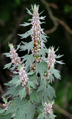 In the meadow among the herbs grow dog nettle is five-bladed (Leonurus quinquelobatus)