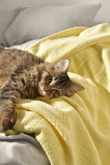 cat sleeping on the bed