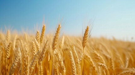 A vast golden wheat field under a clear blue sky, showcasing the beauty of nature
