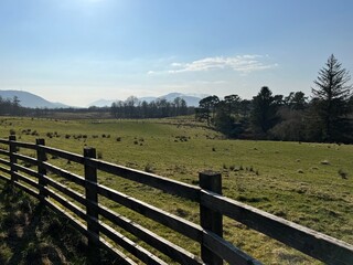 Fototapeta premium horses in the field