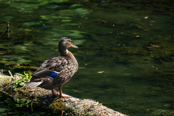 A duck is standing on a log in a pond