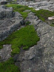 grass in the hill