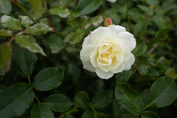 beautiful white rose growing in the garden