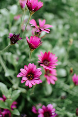 Purple flower in garden