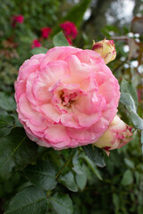 beautiful pink rose growing in the garden