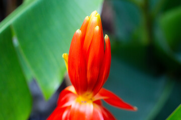 Obraz premium close-up of a beautiful flower.Musa coccinea in the garden