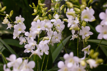 close up of beautiful flowers of Dendrobium Shavin White in the garden