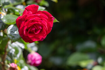 A red rose is the main focus of the image
