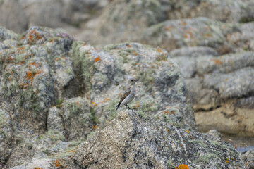 L'oiseau camouflage