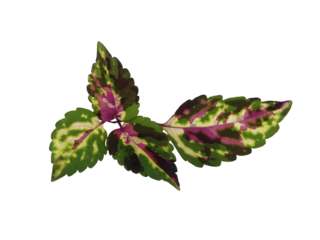 Multi color Decoration Koliyas Plant Leaves