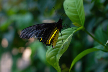 beautiful colorful butterfly in the garden on a flower