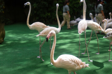group of beautiful pink flamingos in the zoo