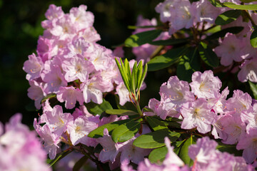 close up of a beautiful pink Rhododendron flower in the garden