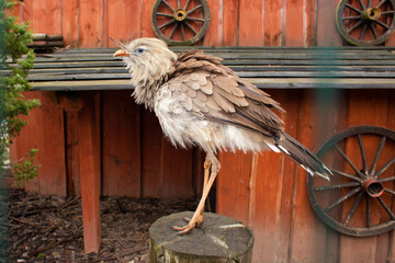 beautiful bird Red-Legged Seriema in captivity in the zoo