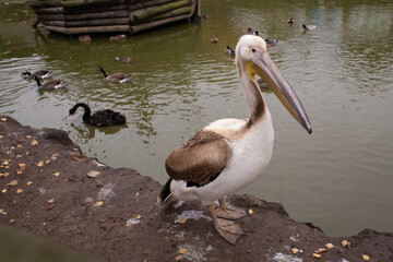 a group of pelicans swim in an artificial pool in the nature reserve