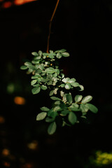 Leaves in dark background