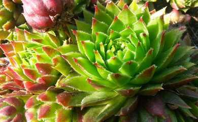 close-up Succulent flower in a pot in a greenhouse